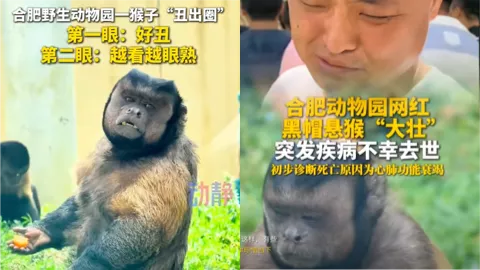 网红猴子