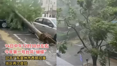 台风蝴蝶