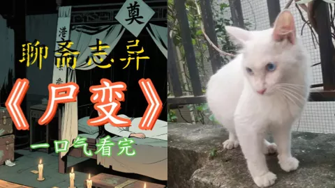 白猫复活事件