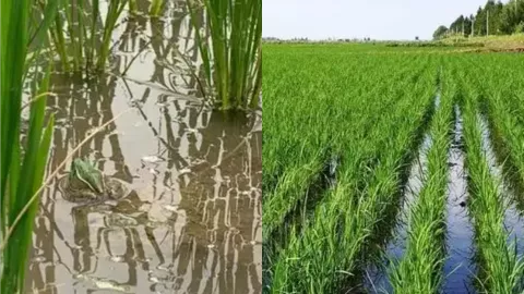 贵州水田