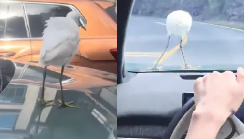 白鹭搭顺风车