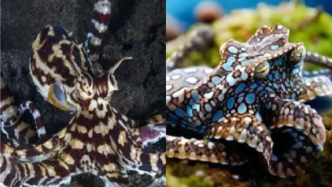 拟态章鱼伪装海底生物