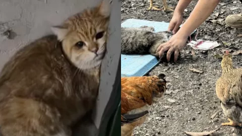 广州血猫事件