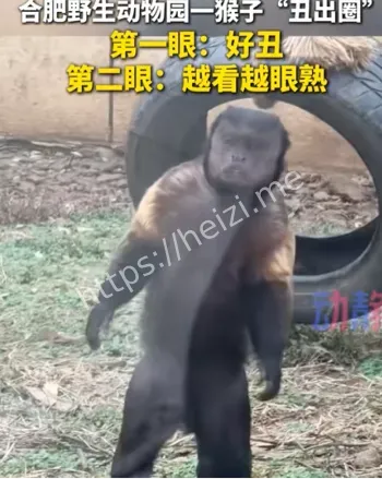 心肺功能衰竭