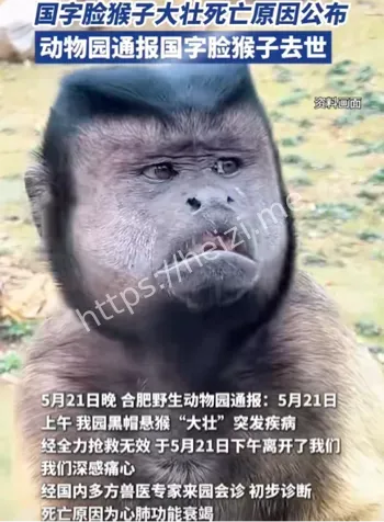 网红猴子