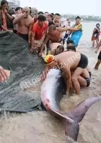血腥图片