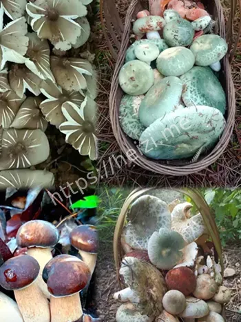 科幻云南