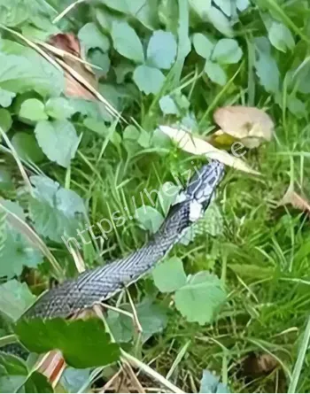 惊现浙江