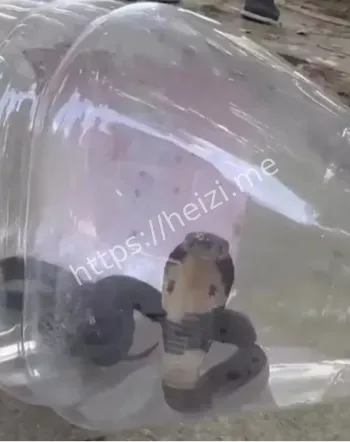 毒蛇变摇钱树