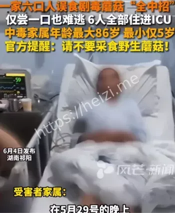 灰花纹鹅膏菌