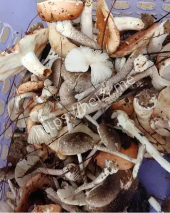 误食毒蘑菇