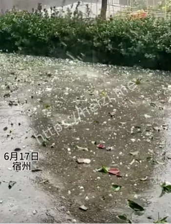 农作物被毁