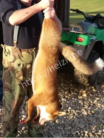 会说话狐狸