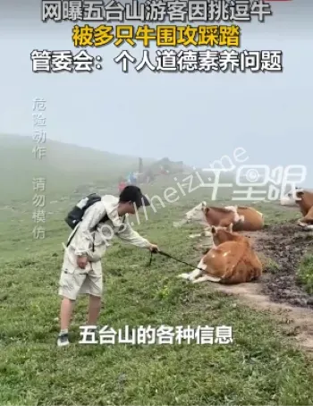牛群