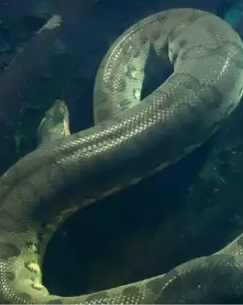 神秘生物