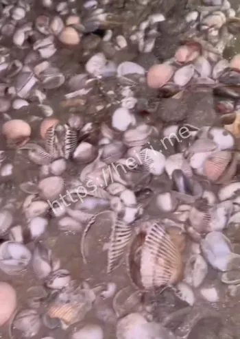 捡海鲜