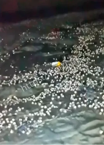 海鲜自由