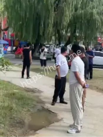 树拍易购