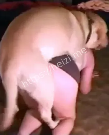 爱狗人士
