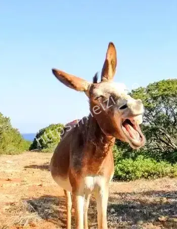 诡异一幕
