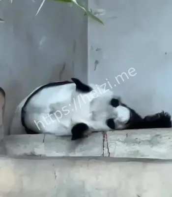 动物保护