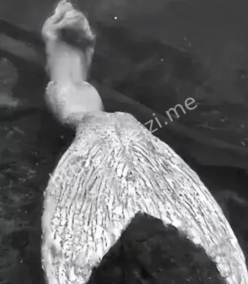 人身鱼尾