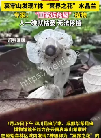 哀牢山