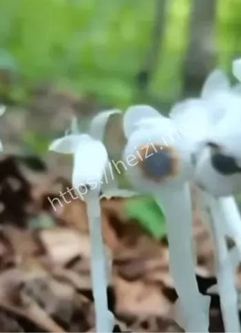 一碰即枯萎