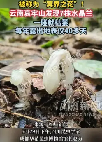 神秘植物