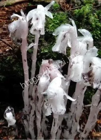 水晶兰