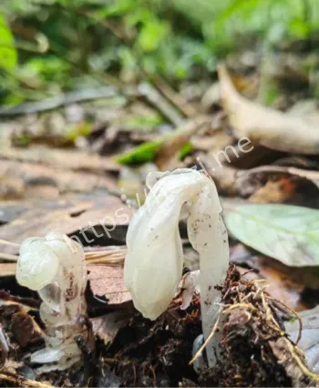 一碰即枯萎