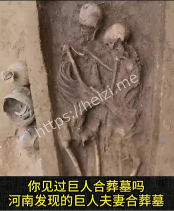 身长超4米