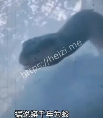 巨蟒渡劫