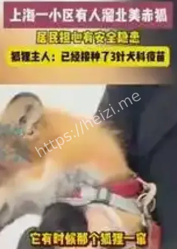 北美赤狐
