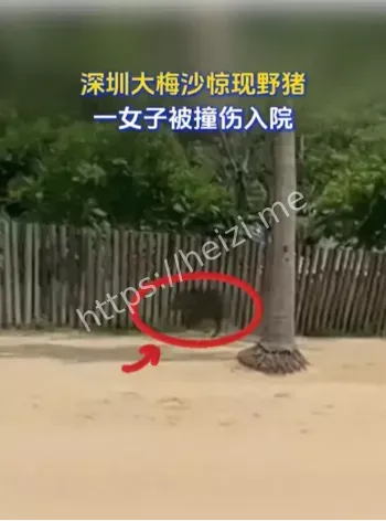野猪撞人