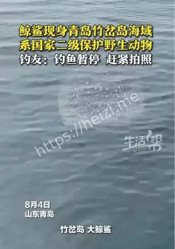 鲸鲨