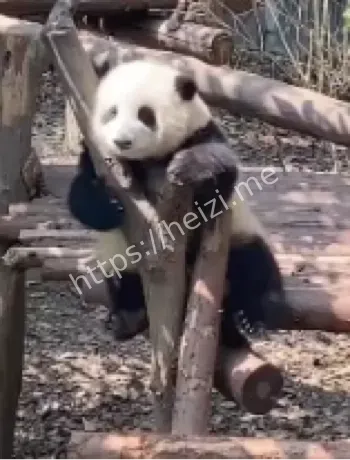 双胞胎大熊猫