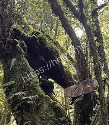 神秘禁地
