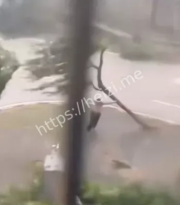 台风杨柳