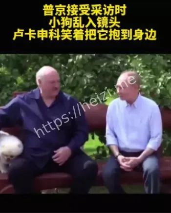 小狗乱入