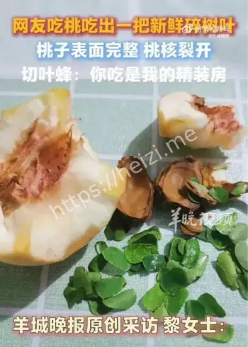 女子吃桃子