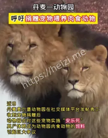 肉食动物