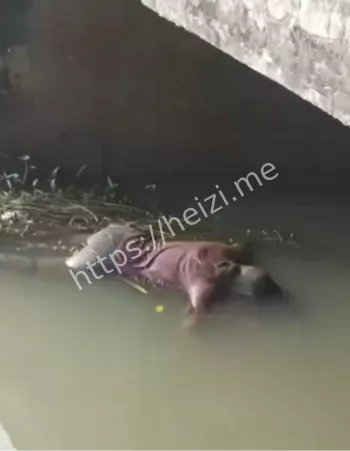 黄云菊