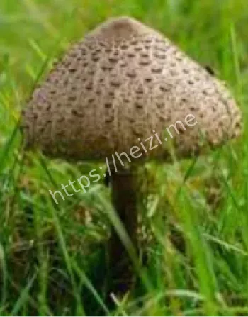 误食毒蘑菇
