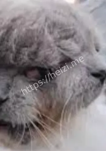 变异生物