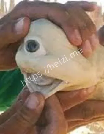辐射巨鼠