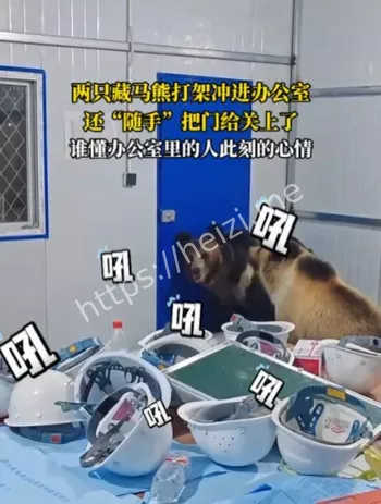 藏马熊