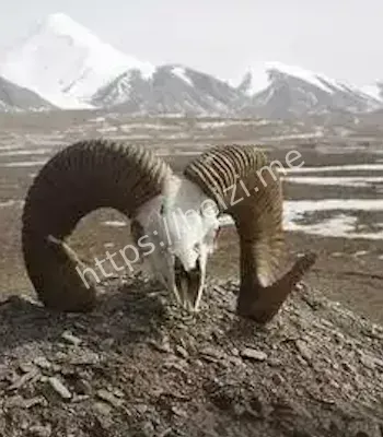 诡异事件