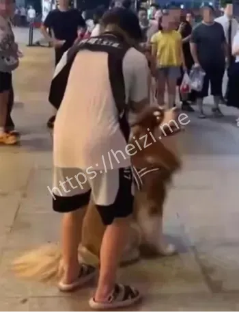 阿拉斯加犬