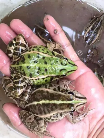 生态失衡